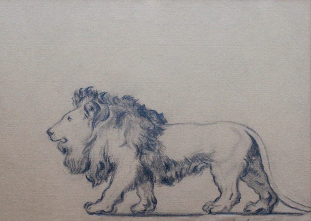 pencil drawing of a lion