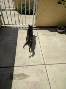 A wet cat runs away from a porch