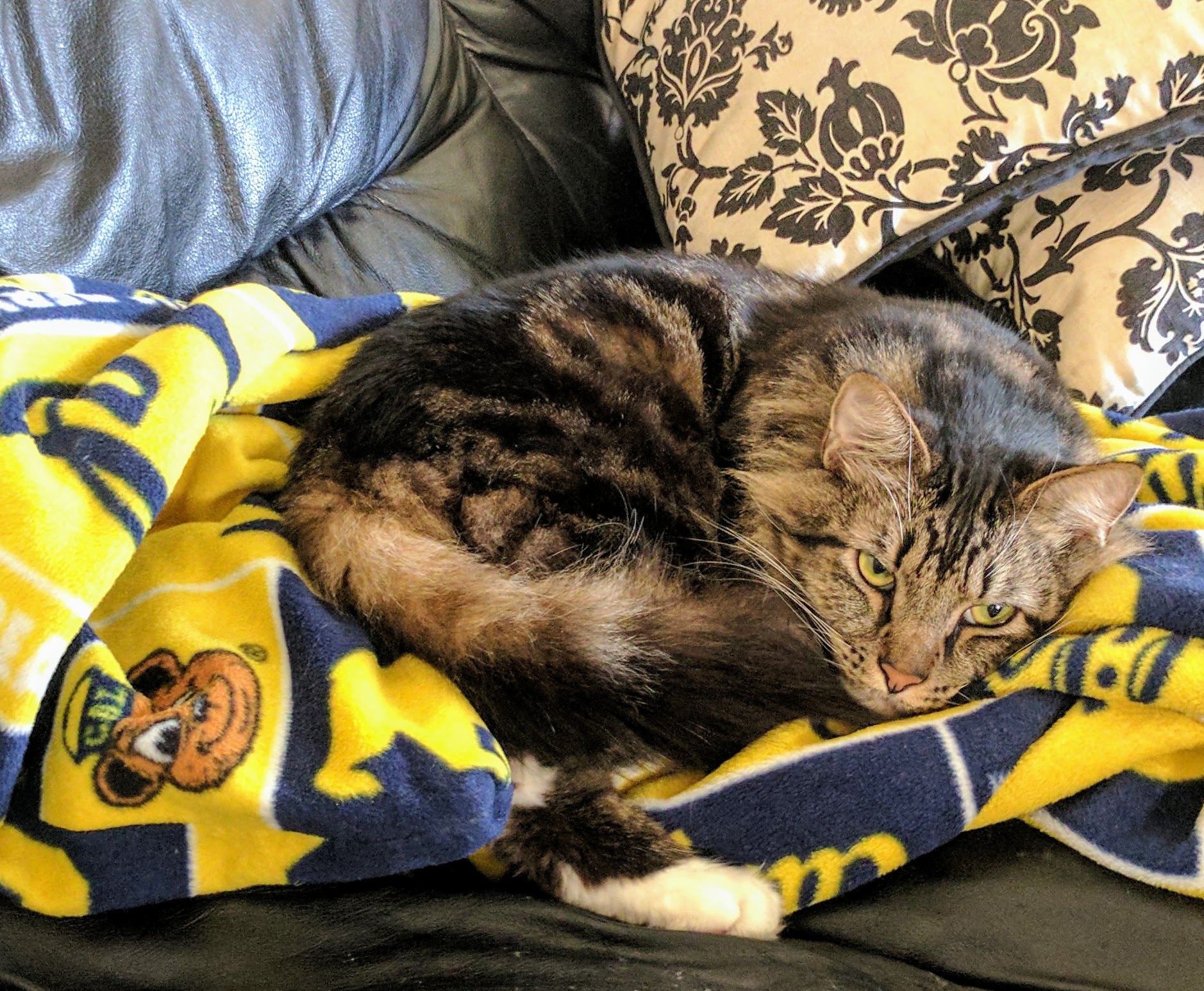 A cat lays on a UC Berkeley blanket