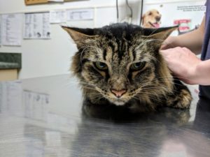 A sad-looking cat sits on a stainless steel veterinary table.
